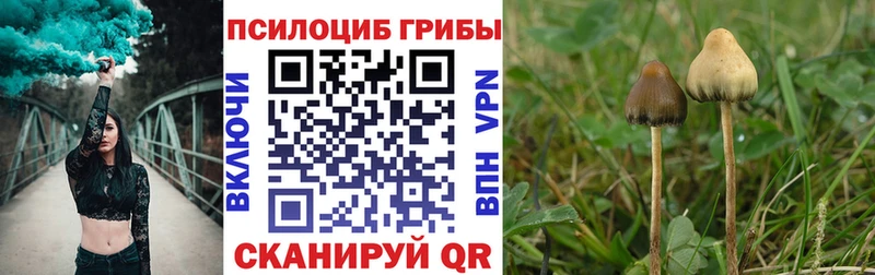 где продают наркотики  даркнет телеграм  Псилоцибиновые грибы Cubensis  Юрьев-Польский 